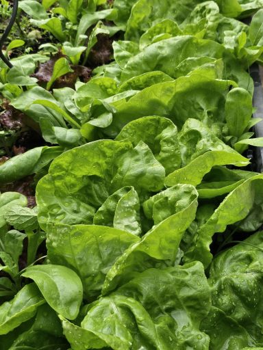 Salat im Hochbeet
