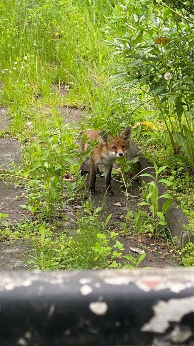 Fuchs im Garten
